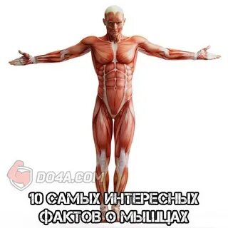 Наука о мышцах