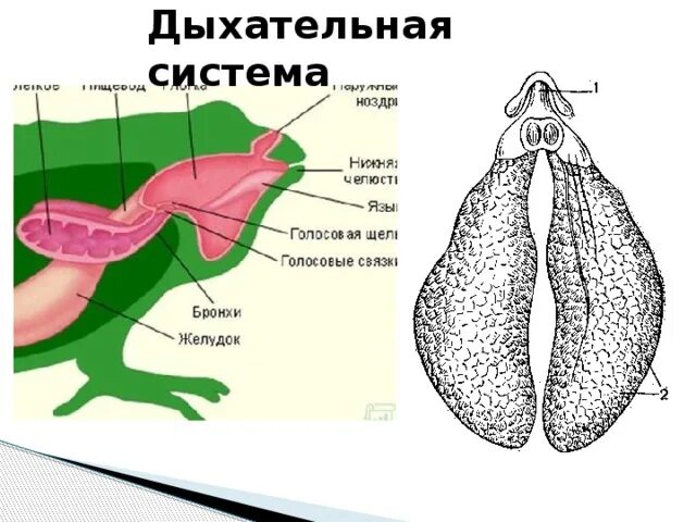 Функции дыхания у взрослых земноводных. Дыхательная система земноводных 7 класс. Строение дыхательной системы амфибий. Строение дыхательной системы земноводных. Органы дыхания системы лягушки.