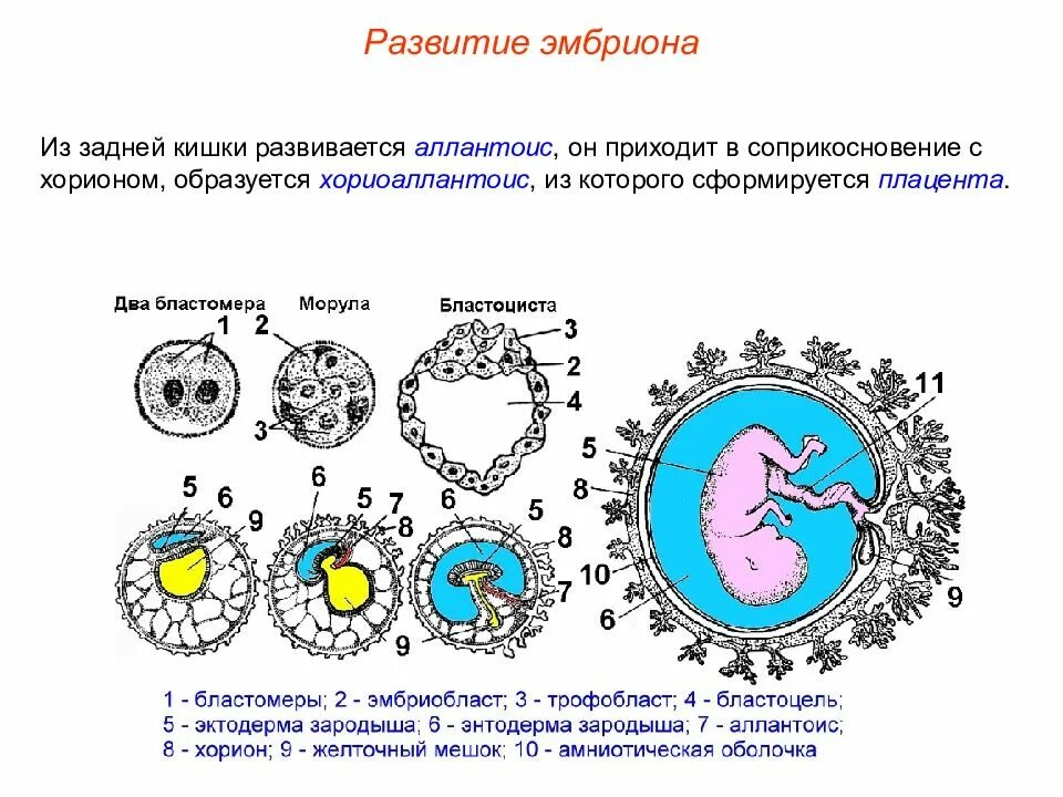 Яйцеклетка содержит запас питательных