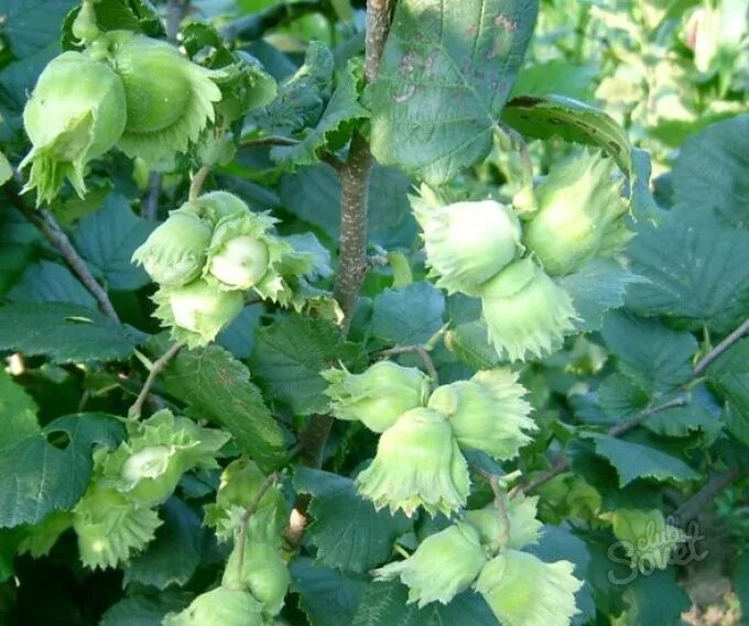 File:Corylus avellana.jpg - Wikipedia