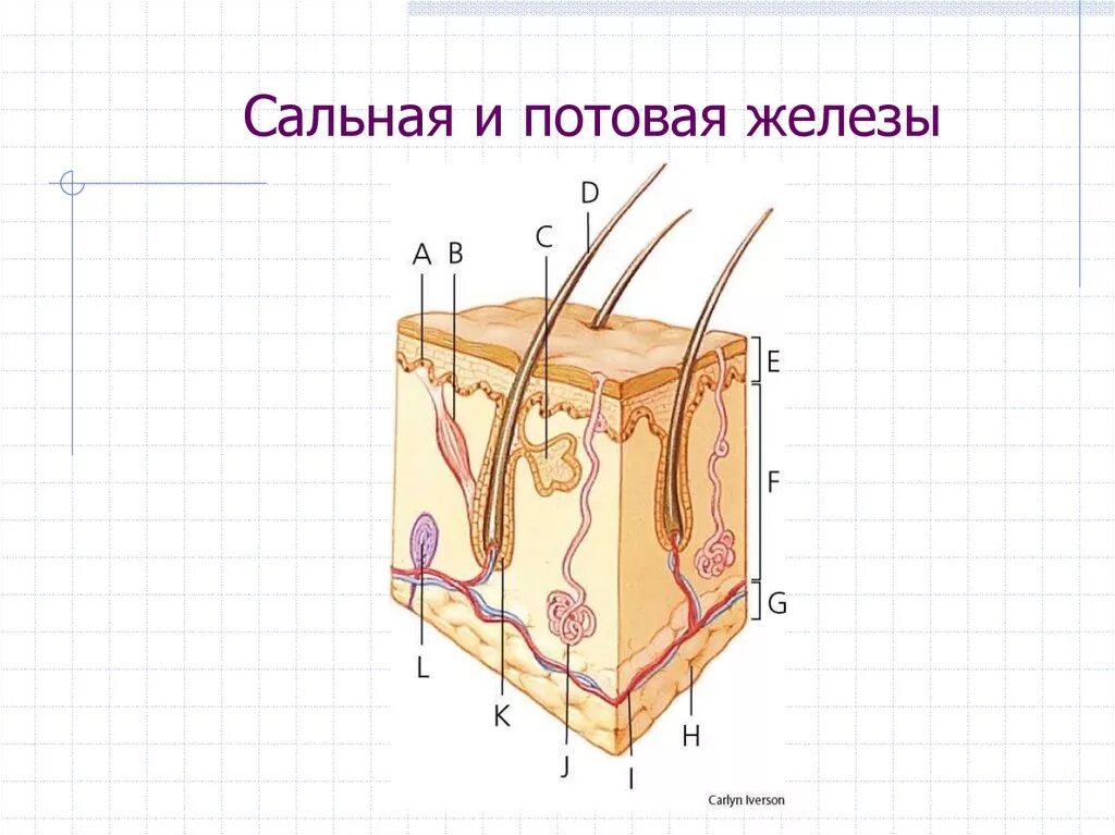 Потовые и сальные жел. Стальная и потовые железы. Потовые и сальные железы кожи. Сальные почтовые желез.