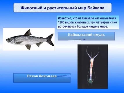 Байкальский омуль среда обитания