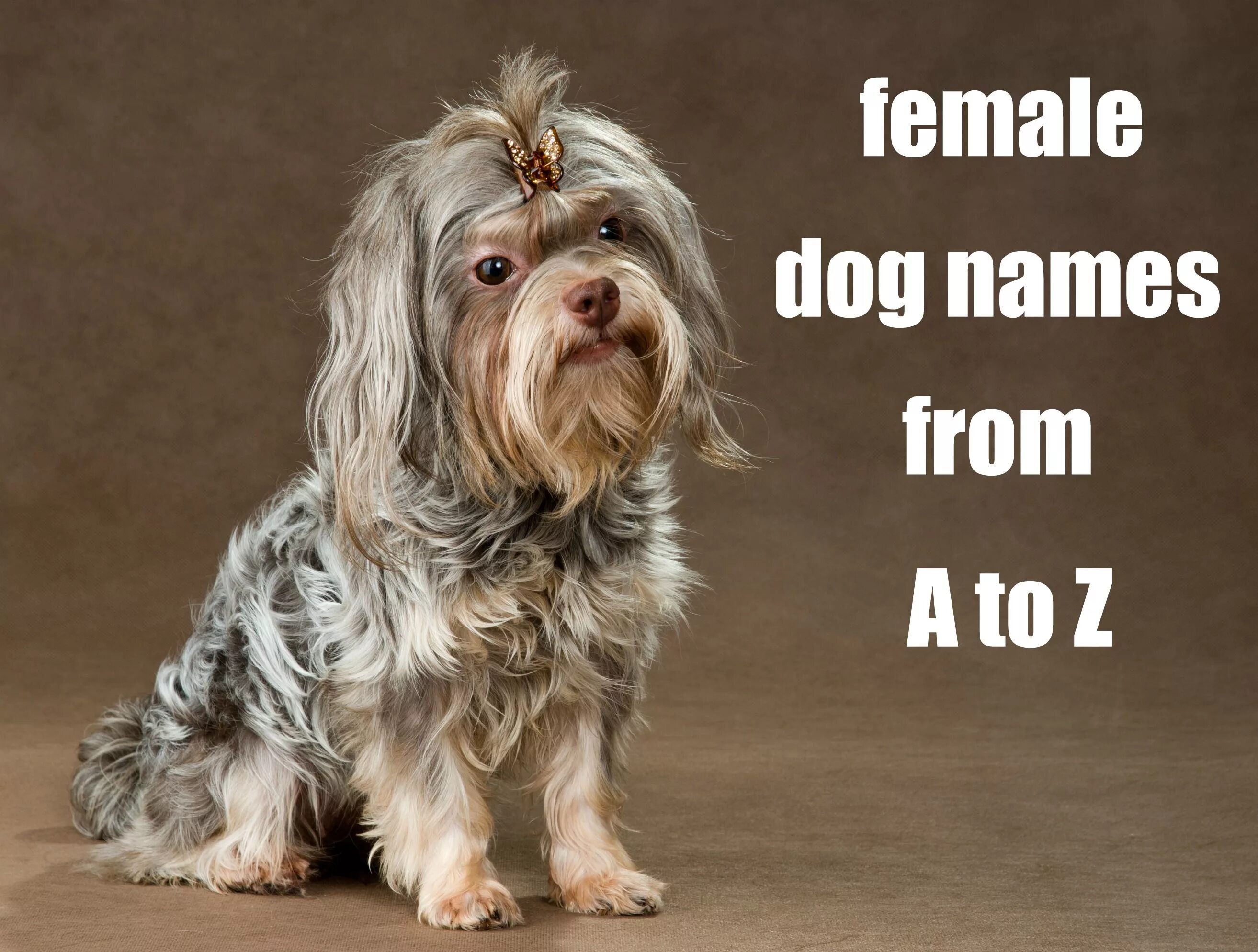 Как назвать щенка имена. Назвать собаку. Имена для собак. Клички для собак мальчиков. Имя для щенка мальчика.