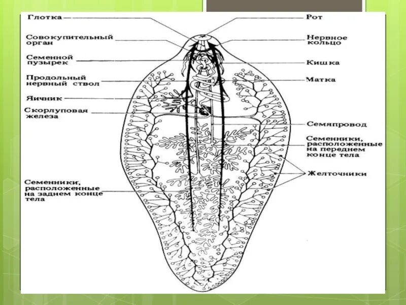 Пищеварительная система печеночного сосальщика. Строение выделительной системы печеночного сосальщика. Строение пищеварительной системы печеночного сосальщика. Печеночный сосальщик (Fasciola hepatica) строение. Системы органов сосальщиков