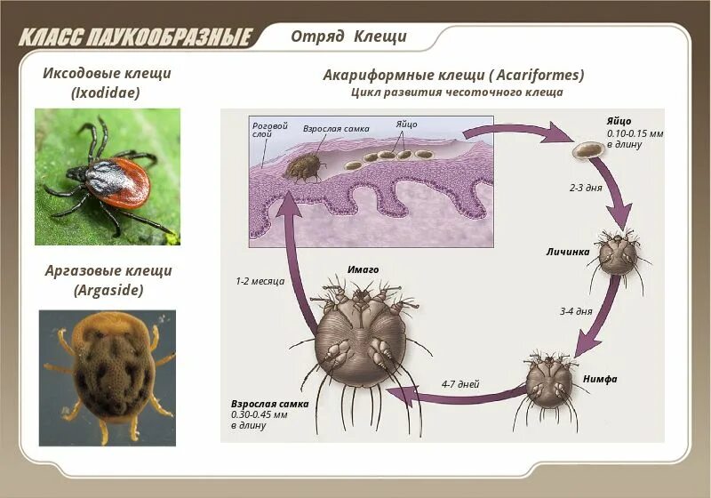 Представители паукообразных таблица. Размножение и развитие пауков. Строение глаз у паукообразных 7 класс. Паукообразных размножение паука крестовика. Класс паукообразные развитие.