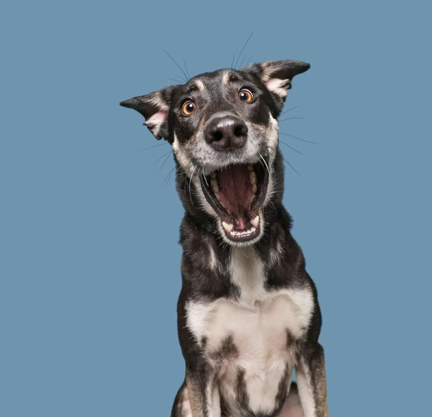 Excited dog. Excited dog. Собака с мордой кота. Собака бежит. Прикольные собаки.
