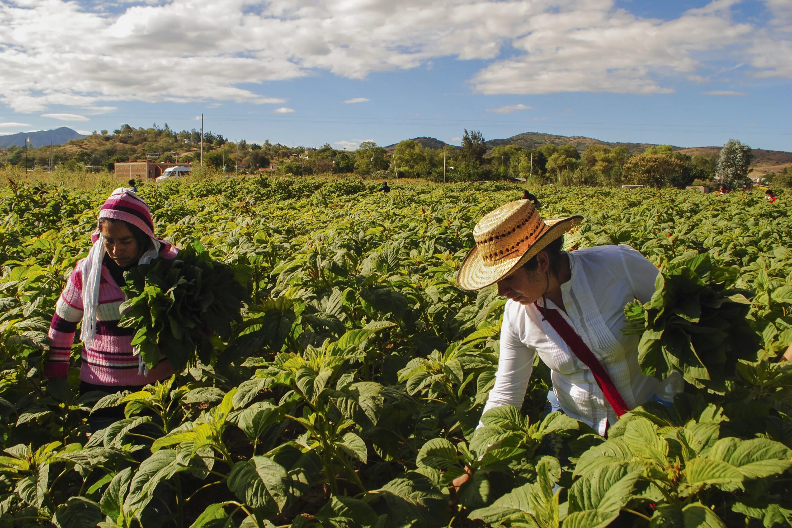 Эквадор специализация. Эквадор специализация. Эквадор нефтедобыча. Добыча нефти в эквадоре. Нефтяная промышленность эквадора.