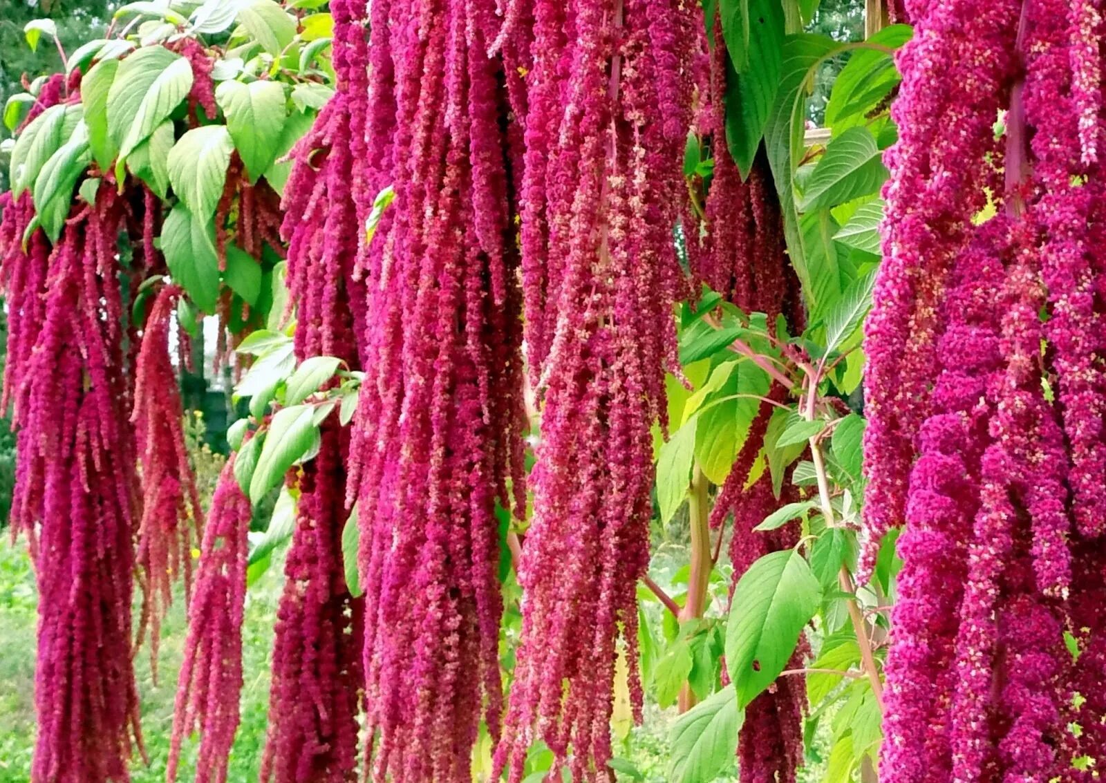 Как выглядит амарант растение. Амарант хвостатый (amaranthus caudatus). амарант хвостатый изумруд. амарант хвостатый лавина. амарант хвостатый щирица.