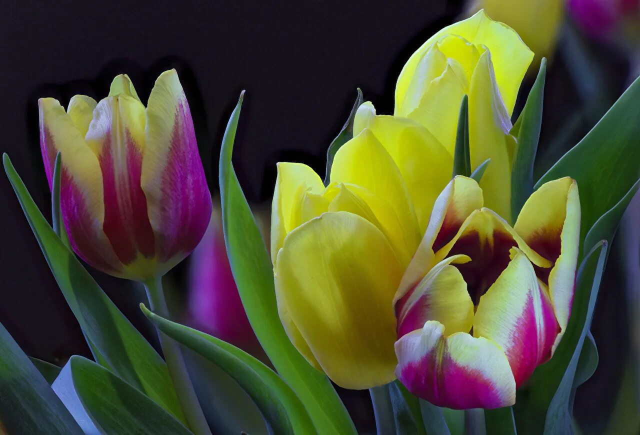 Раскрытые тюльпаны. Раскрытые тюльпаны. Тюльпан largo. Раскрытые тюльпаны. Раскрытые тюльпаны.