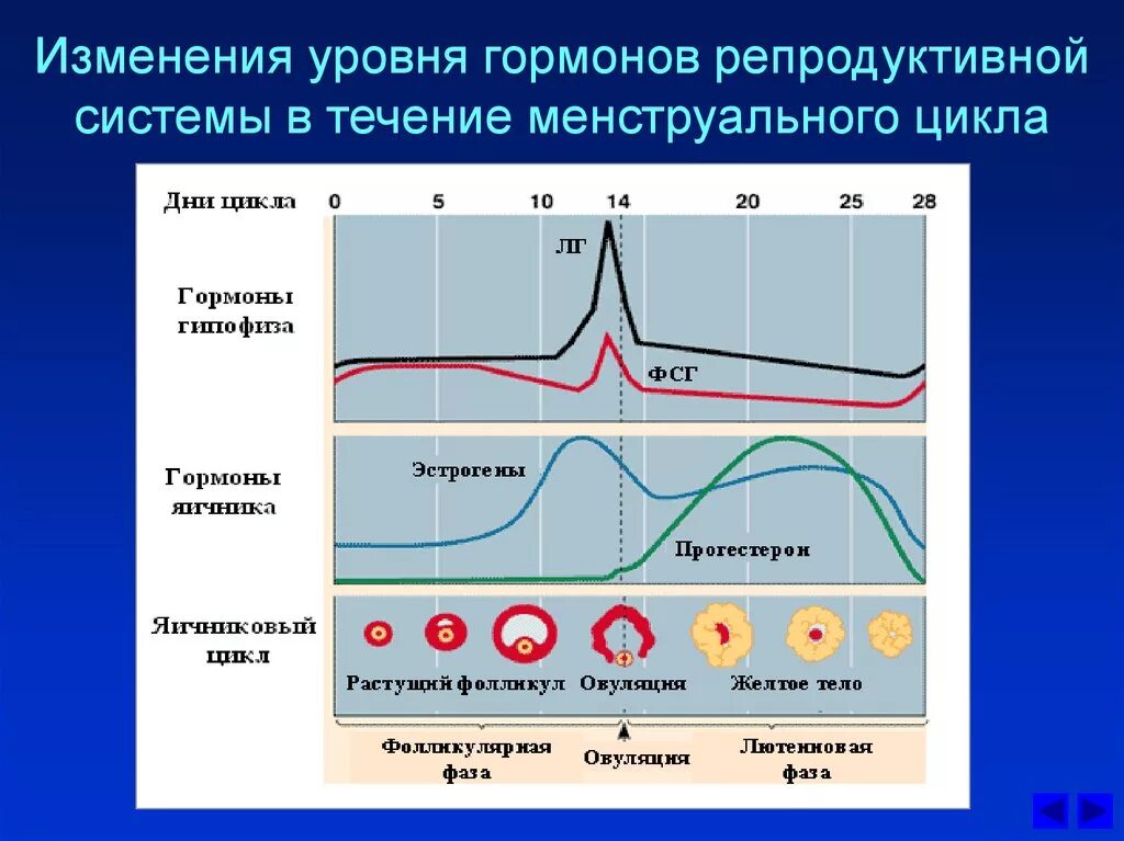 Колебания гормонов в менструационного цикла. Женские половые гормоны фазы менструального цикла. Гормоны по фазам менструационного цикла. График изменения гормонов в течении цикла. Как меняется гормональный