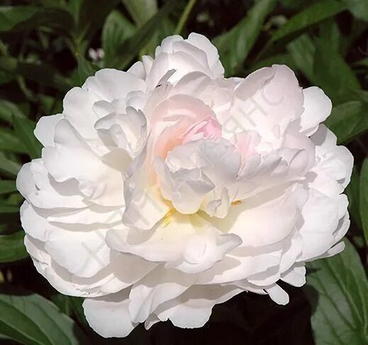 laura dessert pion - Sök på Google Peonies, Iris garden, Peony farm