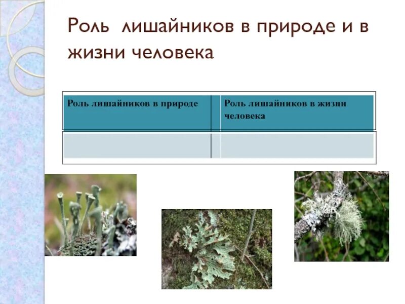 Роль лишайников в природе. Общая характеристика накипные лишайники. Роль лишайников в биосфере. Лишайники в природе и жизни человека. Какова роль лишайника.
