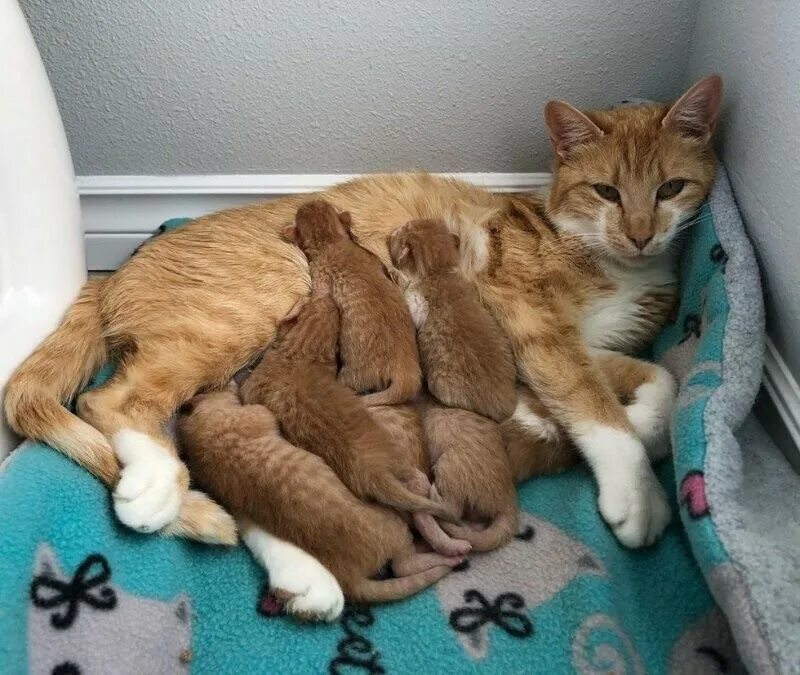 Котята выросли немножко а есть. Котята выросли немножко. а у нас сегодня кошка родила вчера котят. будущих котят. будущий котёнок.