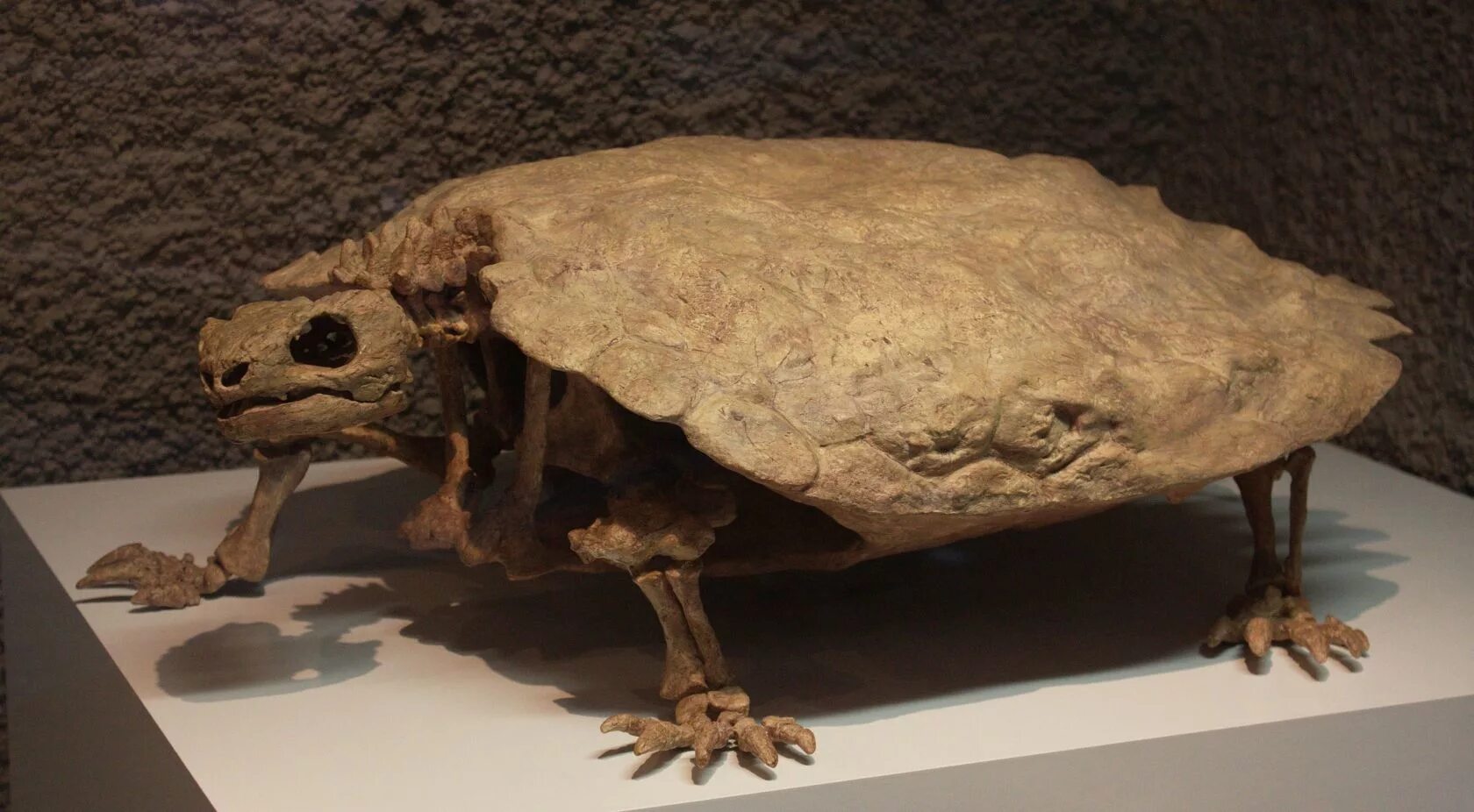 Доисторический крокодил дейнозух. Древние животные дожившие до наших времен. Самые древние существа. Цинодонты. Шантунгозавр палеоарт.