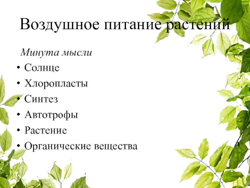Функция воздушного питания у яблони. Воздушное питание растений. воздушное питание растений схема. клетки воздушного питания растений. особенности питания растений.