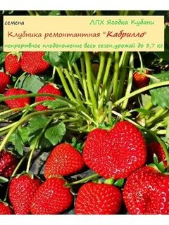 Клубника кабрило описание и отзывы