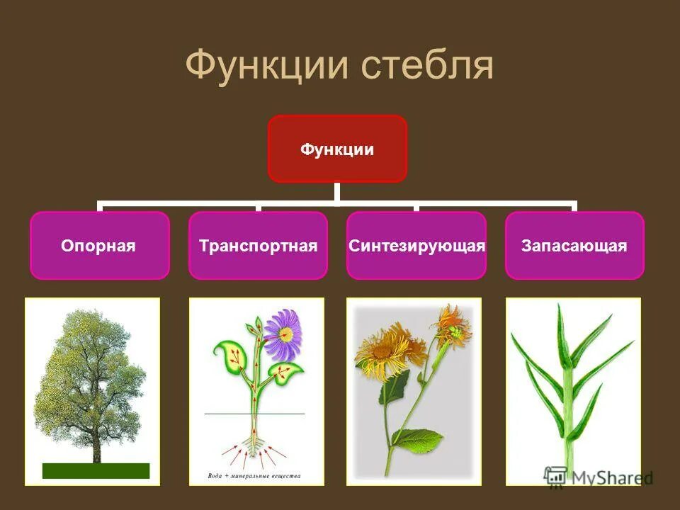 Функции стебля 6 класс. Биологические типы стеблей. Транспортная функция стебля. Опорные стебли. Типы стебля биология.