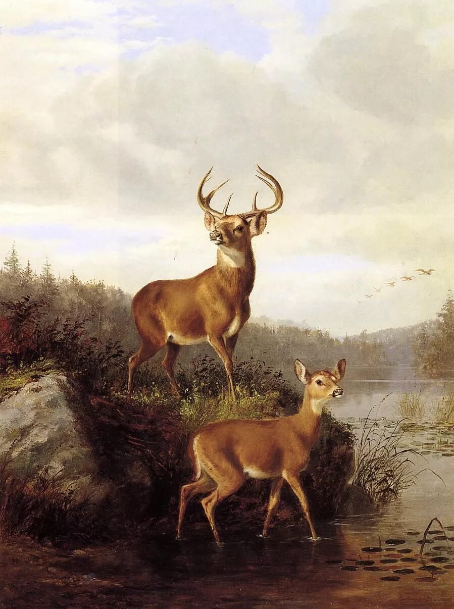 Американский художник Arthur Fitzwilliam Tait (1819-1905). Arthur Fitzwilliam Tait (1819-1905) картины. Животные в русских произведениях