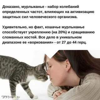 Почему кот и кошка