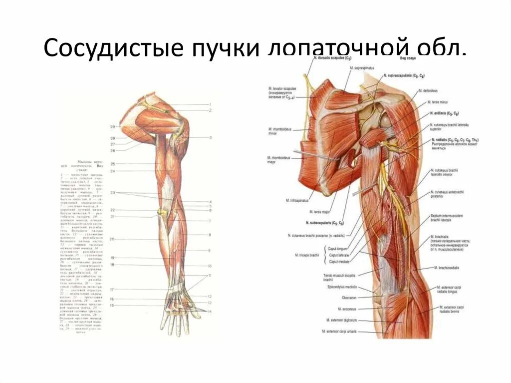 Что такое сосудистые пучки какую. Топографическая анатомия верхней конечности лопаточная область. Топография лопаточной области пучок. Сосудистый пучок верхней конечности. Сосудисто нервные пучки лопаточной области.