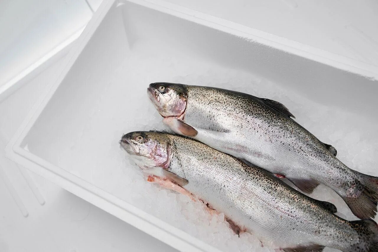 форель 4 кг. какая форель лучше карельская или мурманская. серебристая радужная форель. карельская форель форель. карельская речная форель.