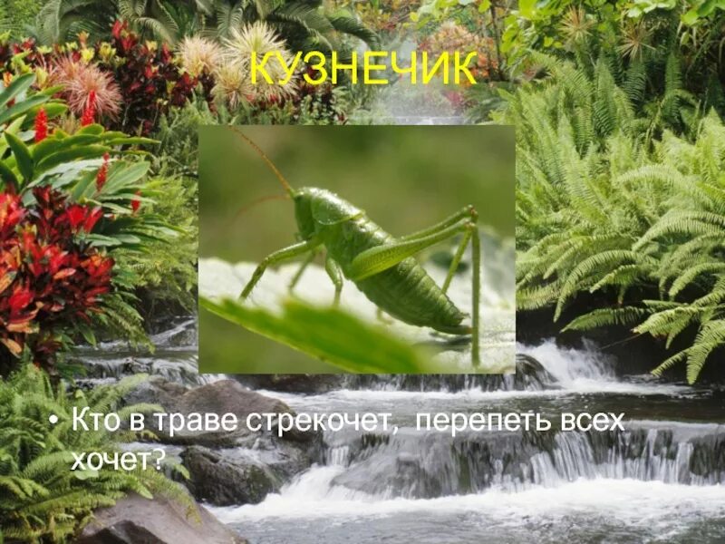 В траве кузнечики стрекочут подчеркнуть главные. В траве кузнечики стрекочут подчеркнуть главные. Кто стрекочет в траве. Кто стрекочет. Впиши в предложение пропущенное слово.