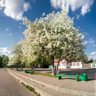 Город яблони