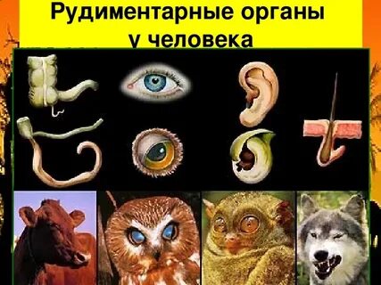 Органы рудименты у человека