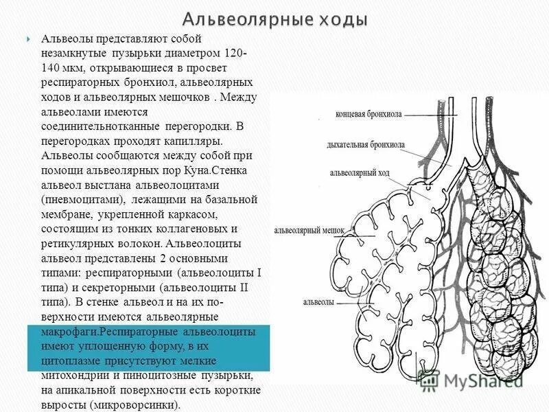 Альвеолярные легкие характерны для. Строение альвеол. Строение стенки альвеолы. Что такое альвеолы легких у человека. Строение легочной альвеолы.