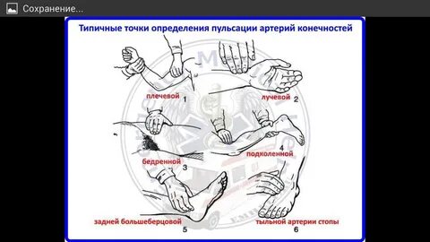 Пульс проверяют на артерии