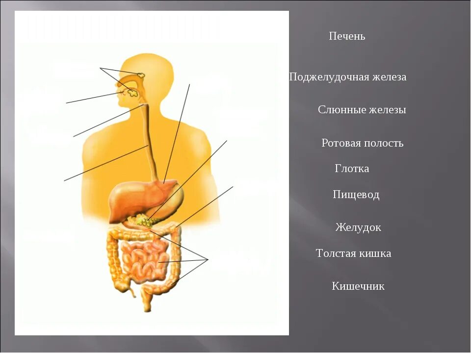 Пищеварительные железы строение. Пищеварительная система 8 класс. Пищеварение 8 класс биология. Печень слюнная железа поджелудочная железа.