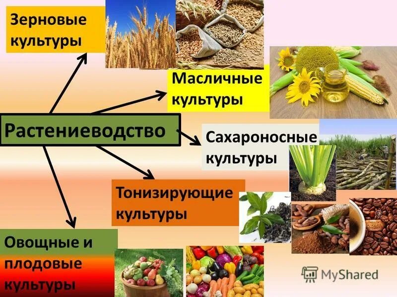 продукты растениеводства. запиши продукты растениеводство. схема отрасли растениеводства. хранение и переработка продукции растениеводства. технические культуры технические культуры.