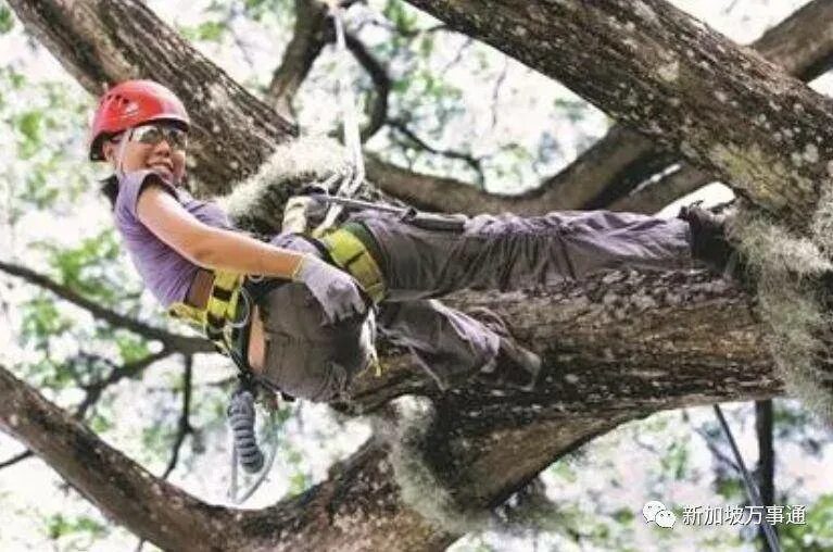 I climb trees. Tree climbing. climb a tree. фото climb trees. climb tree girl.