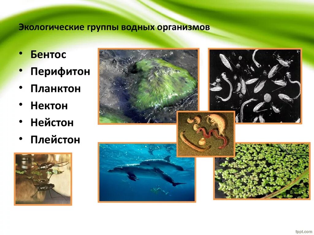 Нектон Нейстон перифитон планктон и бентос. Плейстон бентос. Планктон Нектон бентос Нейстон таблица. Планктон Нектон бентос Нейстон. Распространения организмов в воде