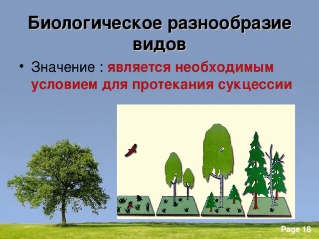 Основные законы устойчивости. Законы устойчивости живой природы. Биологическое разнообразие. Основные закономерности живой природы. Основные законы устойчивости природы.