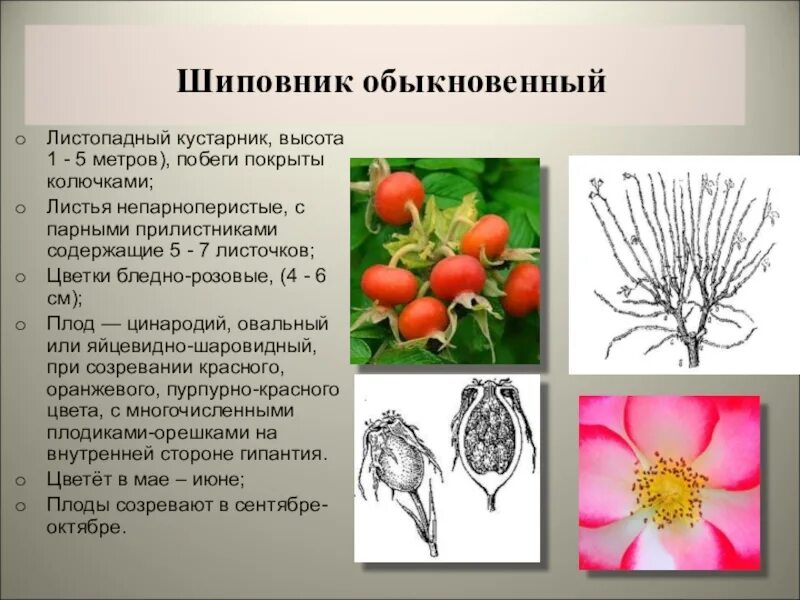 Какие отношения складываются между сосной и шиповником. Шиповник морщинистый корневая система. Шиповник видоизменение. Шиповник собачий жизненная форма. Тип корневой системы у шиповника.