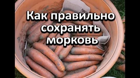 Как правильно хранить морковку