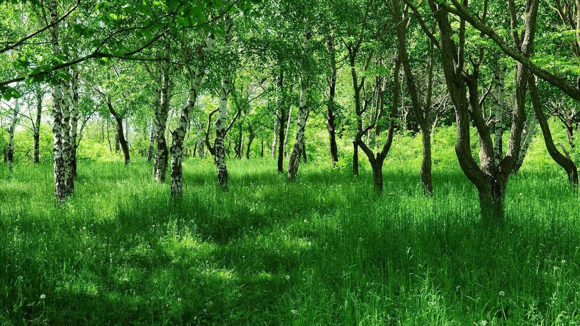 Зелёная роща (парк). Зелёная роща (парк). Тоннель любви (г. Аллея на зеленой роще. Парк зеленая роща екатеринбургajnj.