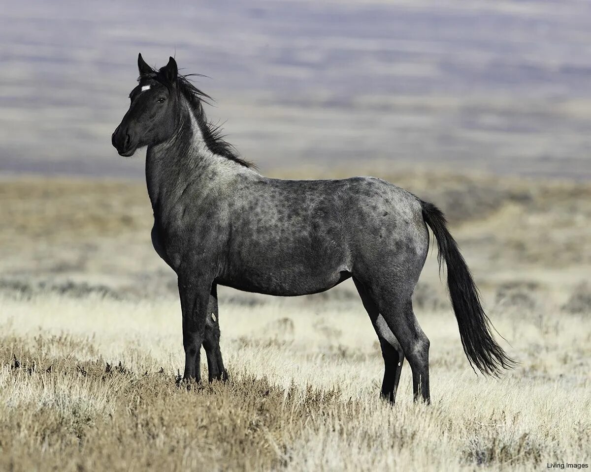 Дикая лошадь из азии 5 букв сканворд. Лошадь Roan. Black Roan. Black Roan Horse. Blue Roan Horse.