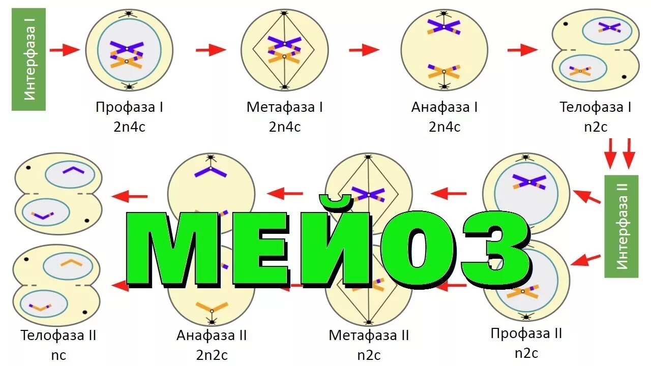 Деление клетки мейоз анафаза 2. Телофаза набор хромосом мейоз. Метафаза 2 мейоза набор хромосом. Фазы деления клеток фазы мейоза.