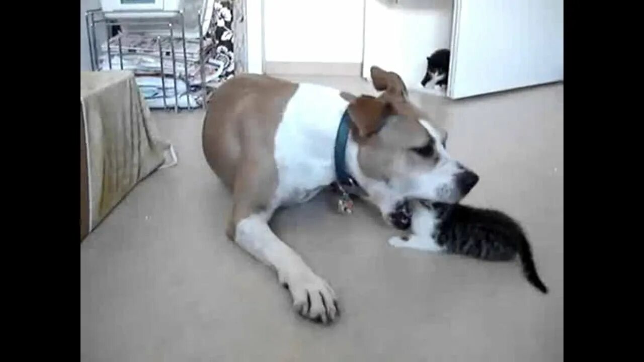 Кот кусает пса. Котенок кусает собаку.