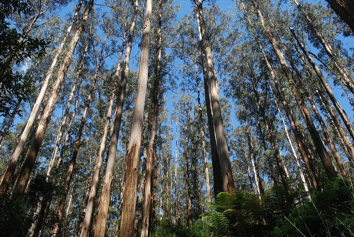 Эвкалипт дерево Сочи (Много фото) - treepics.ru