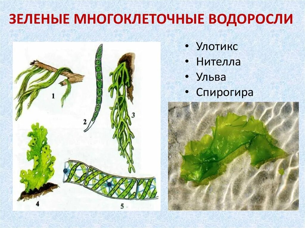 Таллома зеленых водорослей. Нителла, ламинария, Филлофора, Ульва - это…. Многоклеточные слоевищные водоросли. Водоросли строение многоклеточных зеленых водорослей.