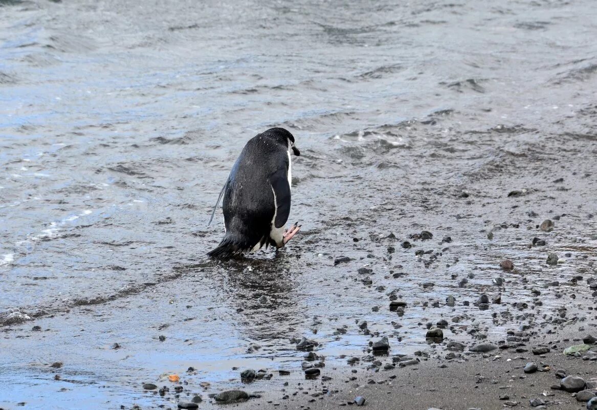 Пингвины идут с пляжа молча. Грустный Пингвин. Одинокий Пингвин. Унылый Пингвин. Пингвин грустный одинокий.
