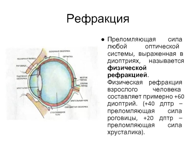 Преломляющие среды глаза. Преломляющие среды глаза