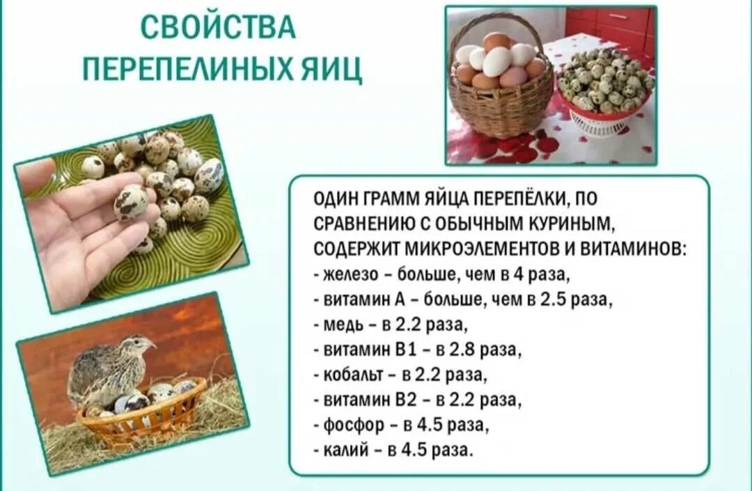 Можно ли есть сырые перепелиные. Перепелиные яйца польза. чем полезно перепелиное яйцо. что полезного в перепелиных яйцах. яйцо перепелиное для чего полезно.