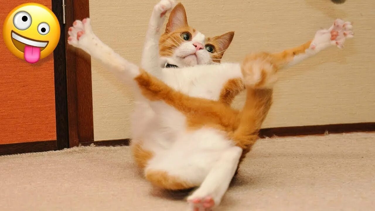 Кунг фу кот. Кот каратист. котенок каратист. безумные кошки. gif кот каратист.