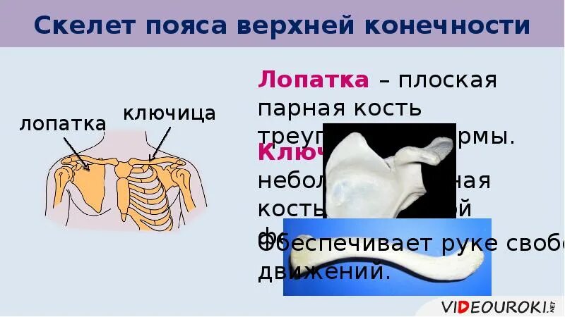Ключица пояс верхних конечностей. Ключица пояс верхних конечностей. Пояс верхних конечностей ключица. Кости верхней конечности. Ключица пояс верхних конечностей.