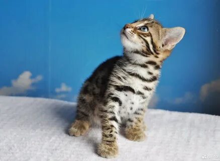Бенгальский котенок 3 месяца