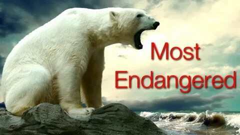 Our endangered planet